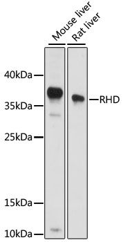 RHD antibody