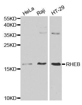 RHEB antibody