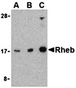 Rheb Antibody