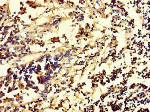 RHEBL1 Antibody