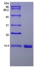 Rhesus IL-16 protein