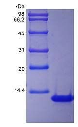 Rhesus IL-8 protein