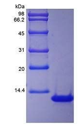 Rhesus IL-8 protein