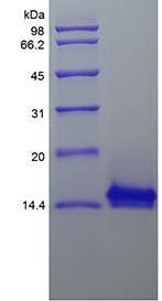 Rhesus IL4 protein