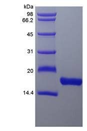 Rhesus macaque Flt3 Ligand protein