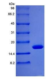 Rhesus macaque GCSF protein