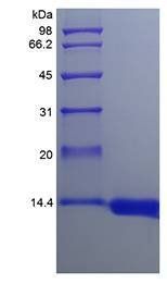Rhesus Macaque GMCSF protein