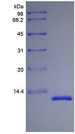 Rhesus Macaque IL13 protein