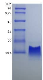 Rhesus Macaque IP-10 protein
