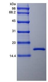 Rhesus Macaque TNF alpha protein