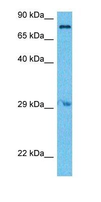 RHG26 antibody
