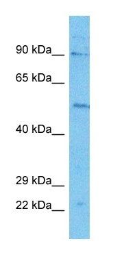 RHG27 antibody