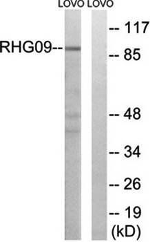 RHG9 antibody