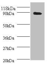 Rho guanine nucleotide exchange factor 7 antibody
