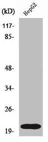 RHOA Antibody