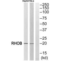 RHOB antibody