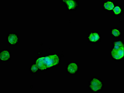 RHOB antibody