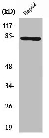RHOBTB1/RHOBTB2 Antibody