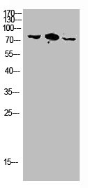 RHOBTB3 antibody