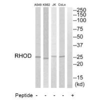 RHOD antibody