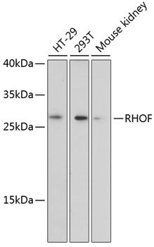 RHOF antibody