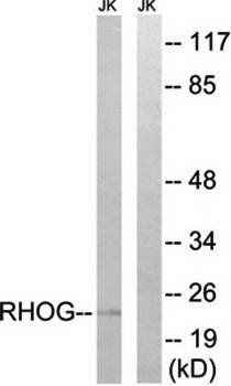 RHOG antibody