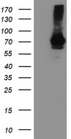 RhoGDI (ARHGDIA) antibody