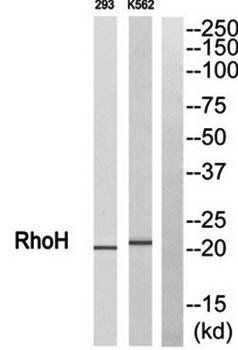 RhoH antibody
