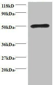 Rhombotin-1 antibody