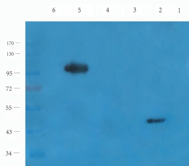 RHOT1 antibody