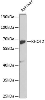 RHOT2 antibody