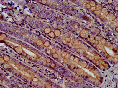RHOU Antibody
