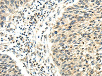 RHOU Antibody