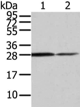 RHOU antibody