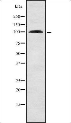 RHPN1 antibody