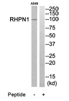 RHPN1 antibody