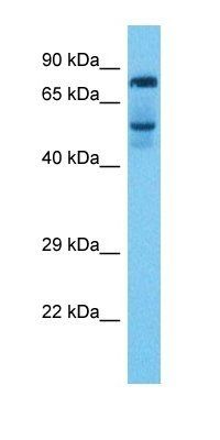 RHPN2 antibody