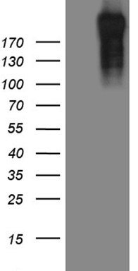 RIAM (APBB1IP) antibody