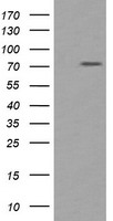 Ribophorin I (RPN1) antibody