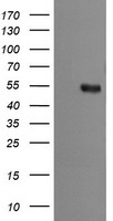 Ribophorin II (RPN2) antibody