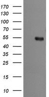Ribophorin II Antibody