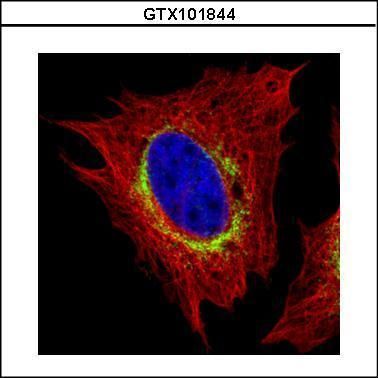 Ribosome binding protein 1 antibody [C3], C-term