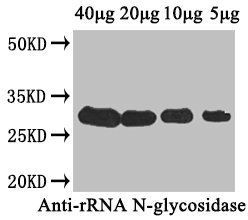 Ribosome-inactivating protein cucurmosin antibody