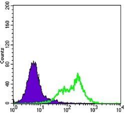 RICTOR Antibody