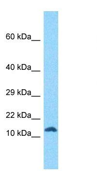 RIIAD1 antibody