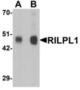 RILPL1 Antibody