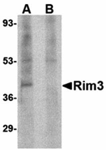 Rim3 Antibody