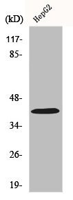 RIMKLB antibody