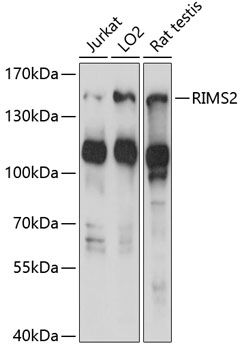 RIMS2 antibody