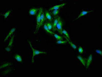 RIN1 Antibody